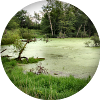 Freshwater Wetland